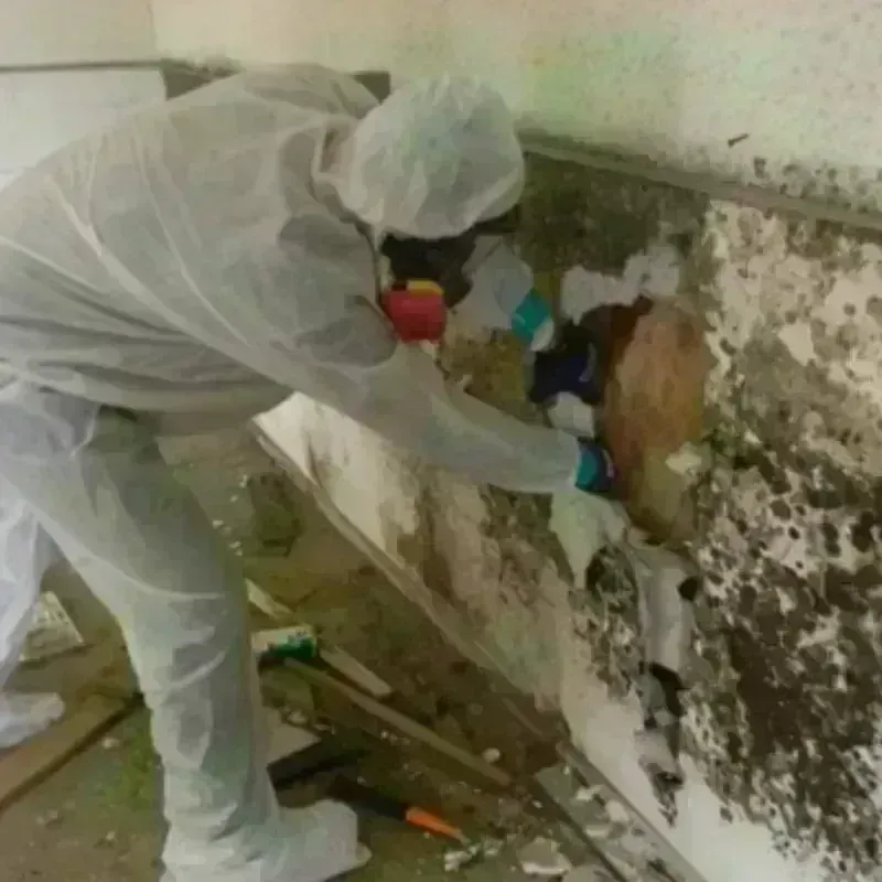 Mold Remediation and Removal in Maury, NC